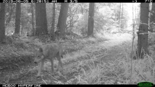 Щекан-переярок 9 (3).JPG